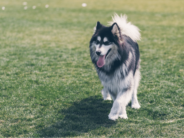 Top Dog Parks In Denver