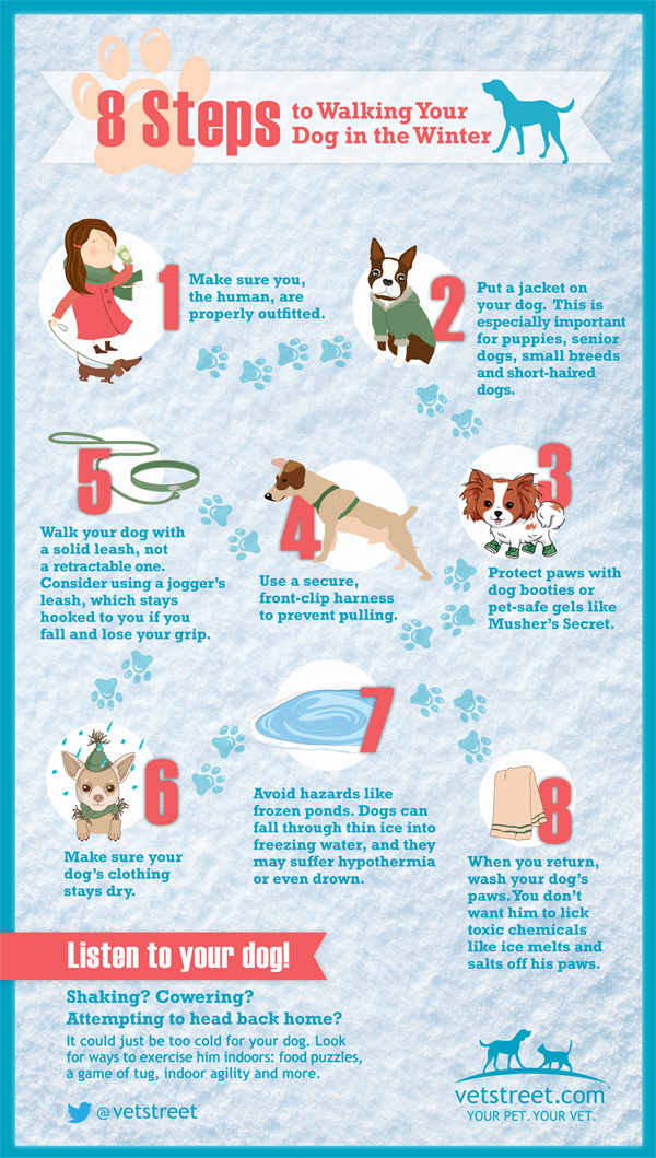 8 Tips For Protecting Your Pets During Winter