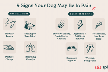 9 Signs That Your Dog Might Be In Pain