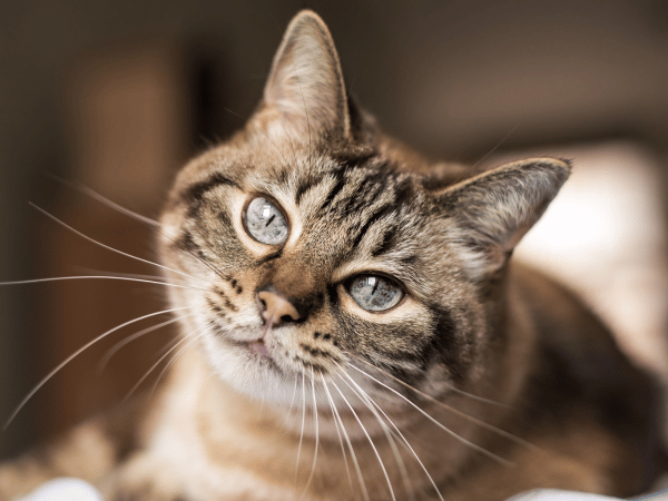 Cat Care Routine Tips For A Healthy Happy Fabulous Cat