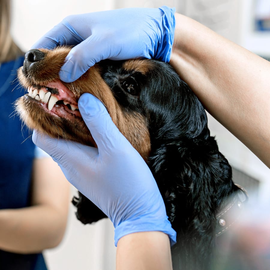 Cat Dog Dental Exams The What Why How