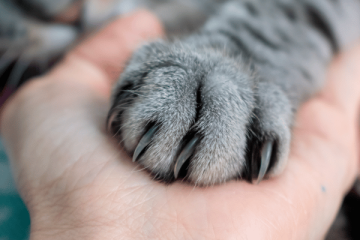 Cat Scratch Fever In Dogs Cats Causes Prevention More