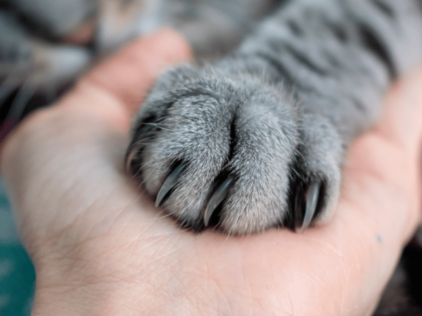 Cat Scratch Fever In Dogs Cats Causes Prevention More