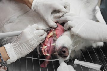 Dental Cleaning Procedure My Pet Went Through