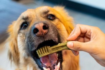 Does My Pet Need Dental Care