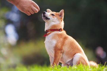 Essential Dog Tricks For A Fun Safe Dog Park Visit