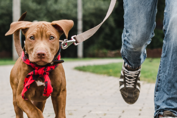 Event Sploot Chill Out Dog Training Leash Training Sploot