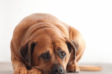 Giardia In Dogs Cats Causes Prevention Treatment