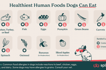 Healthiest Human Foods Dogs Can Eat