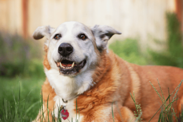 How To Care For Older Dogs Cats Must Know Tips