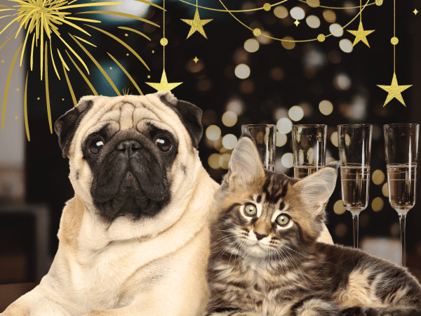 How To Keep Dogs Cats Calm During New Years Eve