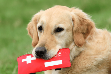 Most Common Pet Injuries When To Call The Vet