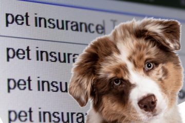 Pet Insurance For Dogs Cats Is It Worth It