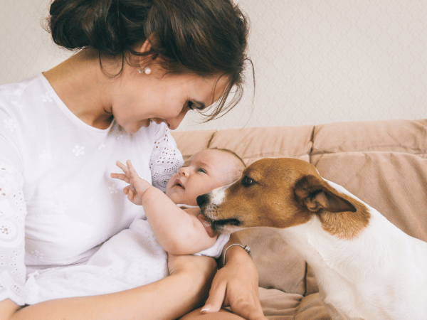 Preparing And Introducing Your Dog To Your New Baby A Vet-Approved Guide