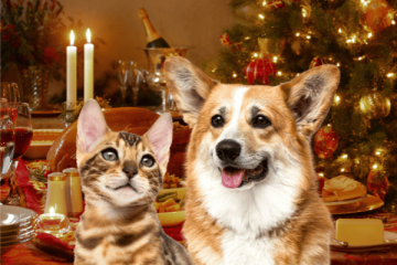 Safe Vs Unsafe Holiday Foods For Dogs And Cats