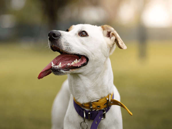 The Best Dog Parks Near Central Park Denver