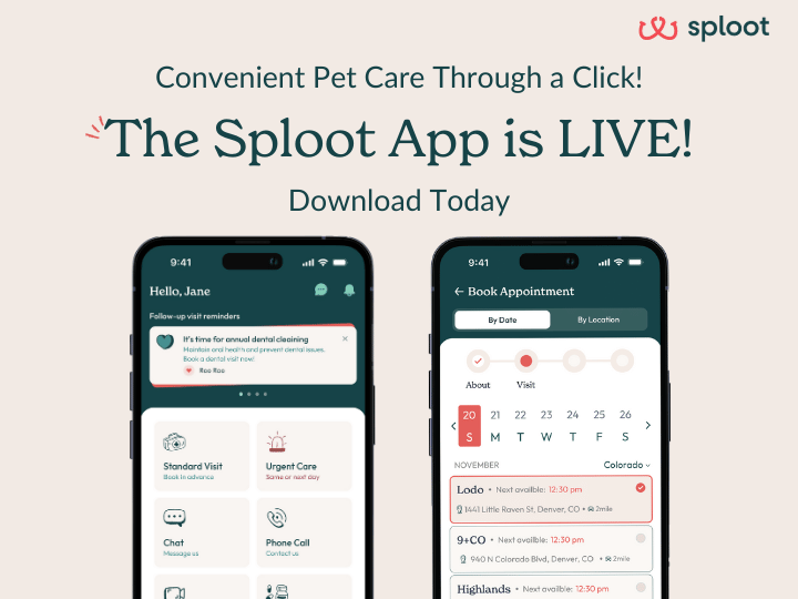 The Sploot Vets App Here To Make Pet Parenting A Breeze