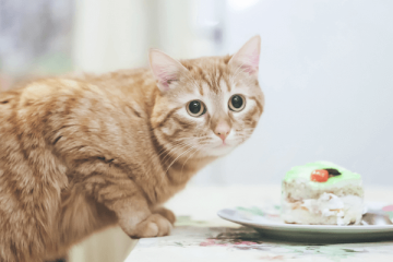 Top 10 Healthiest Human Food That Cats Can Eat