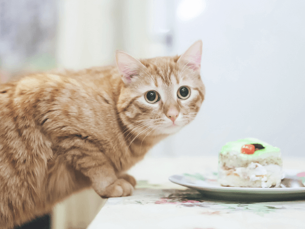 Top 10 Healthiest Human Foods That Cats Can Eat