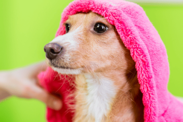 Top Dog Wash Self-Service Stations In Chicago