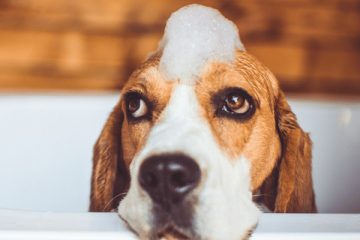 Top Self-Serve Dog Washes In Denver Co