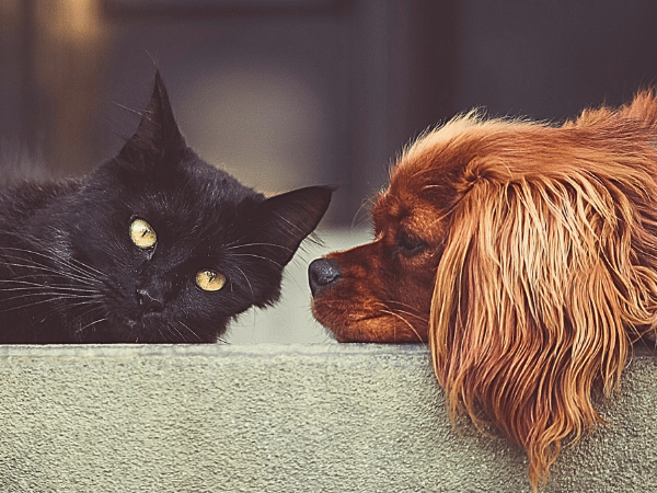 Vomiting In Cats Dogs Common Causes Colors What To Do