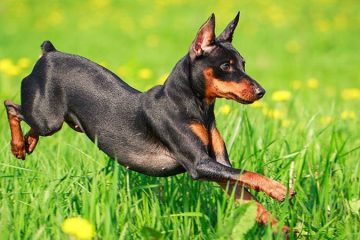 What Dog Breeds Live The Longest