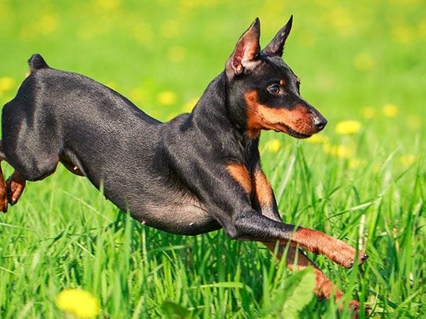 What Dog Breeds Live The Longest