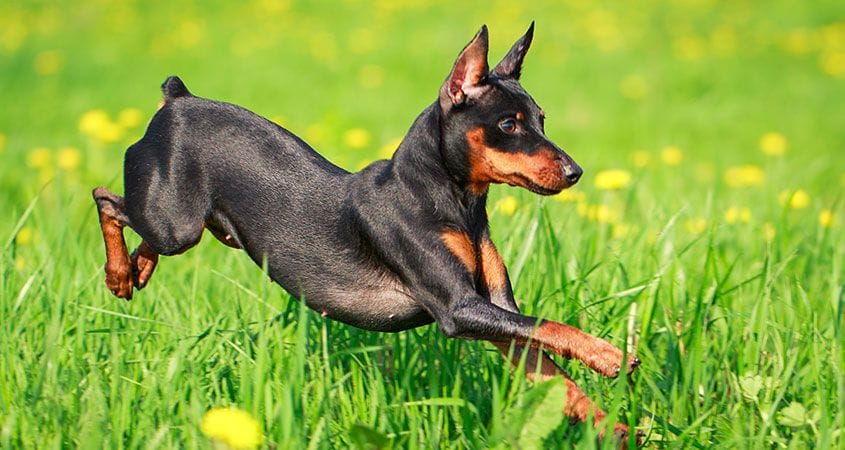 What Dog Breeds Live The Longest